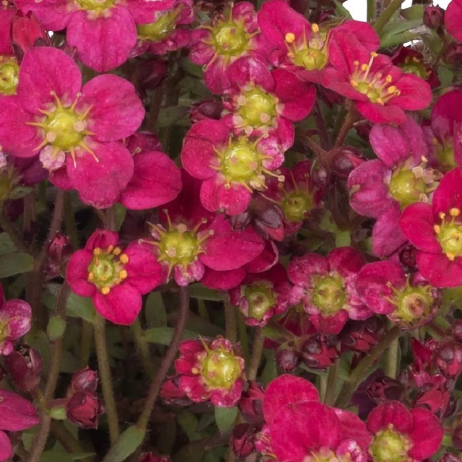 Saxifraga Scenic Red