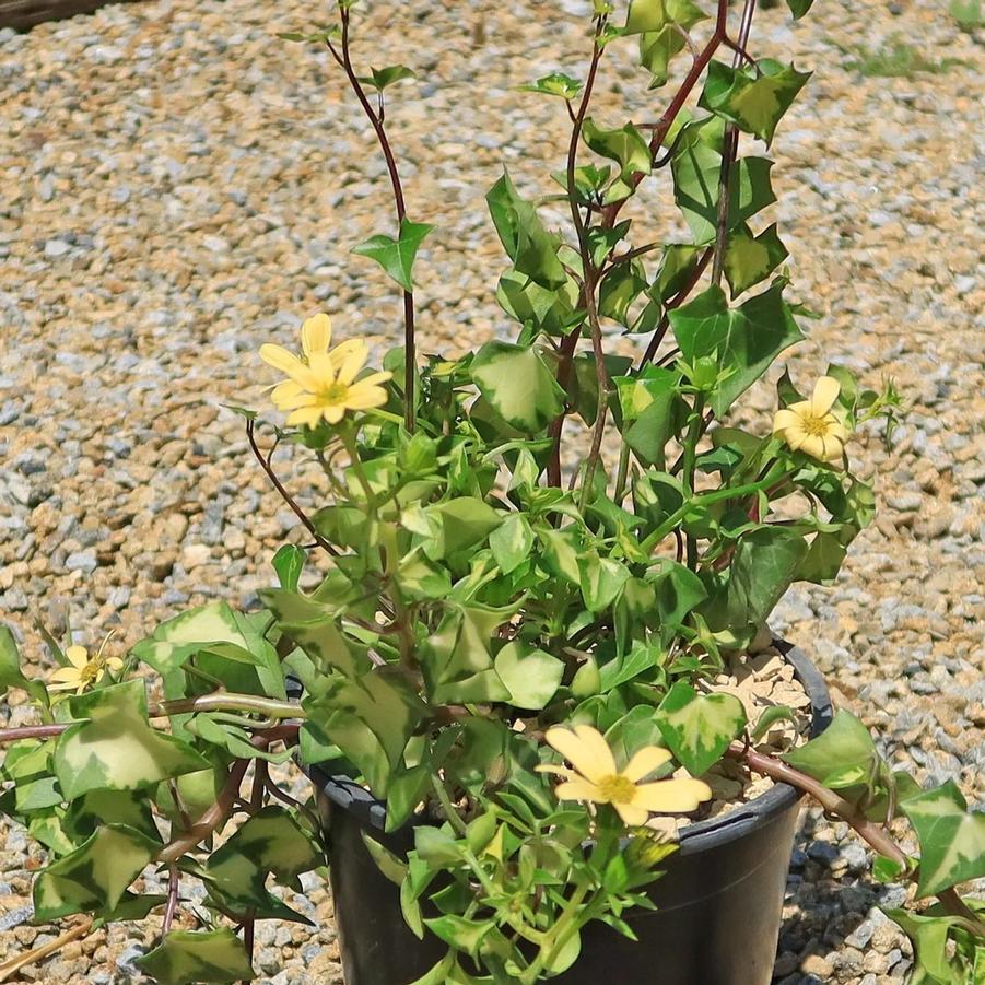 Senecio macroglossus Variegatus