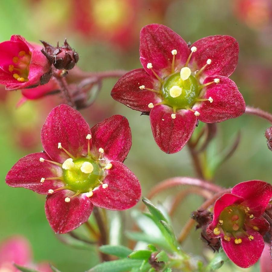 Saxifraga x arendsii Touran&trade; Red