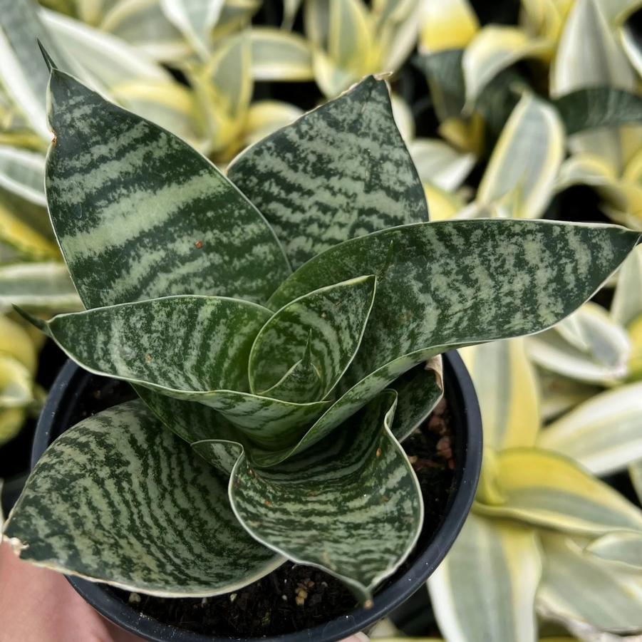 Sansevieria trifasciata Hahnii