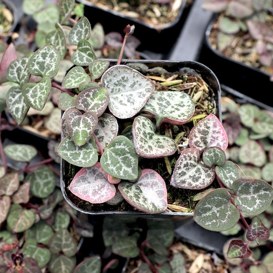 Ceropegia woodii 