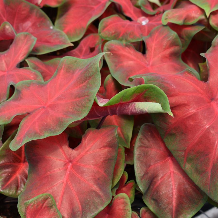Caladium Frieda Hemple