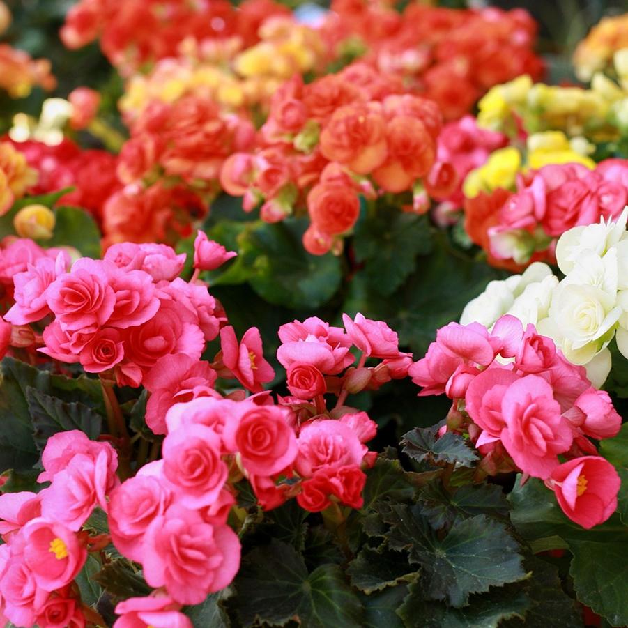 Begonia x hiemalis 