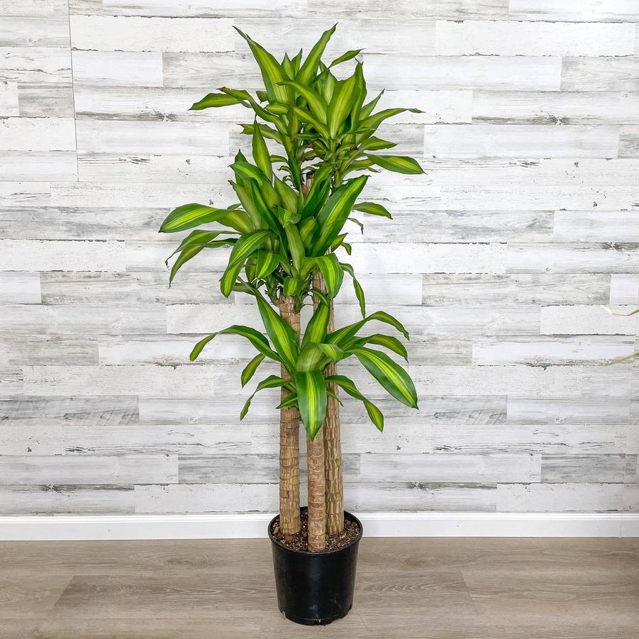 Dracaena massangeana 