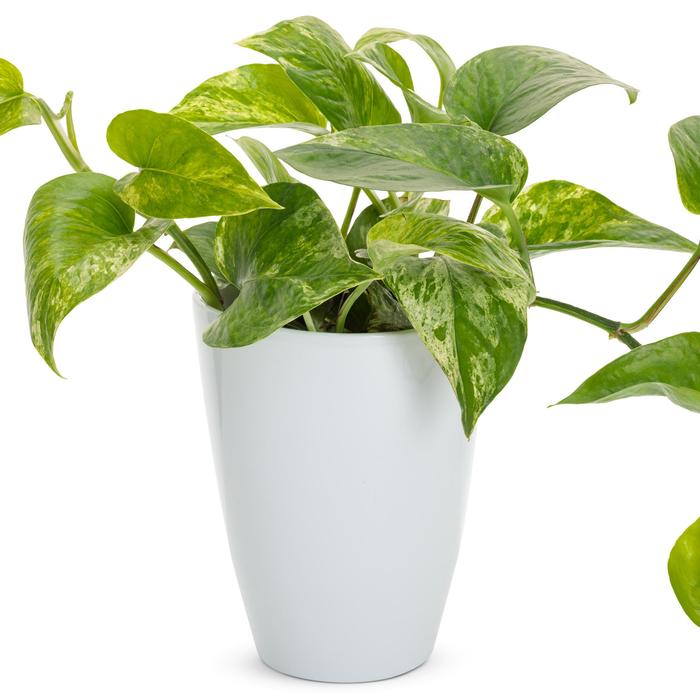 Epipremnum aureum Marble Queen