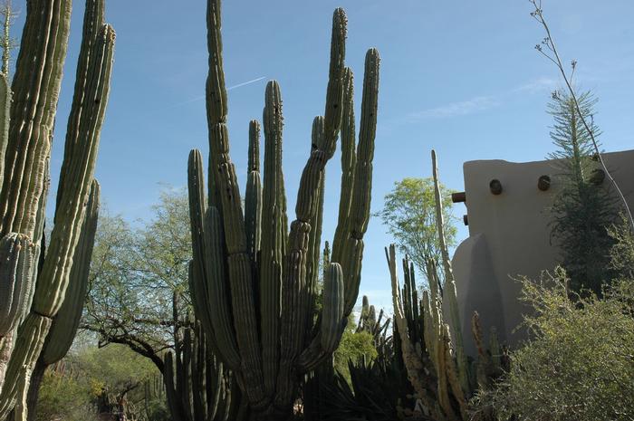 Pachycereus pringlei 