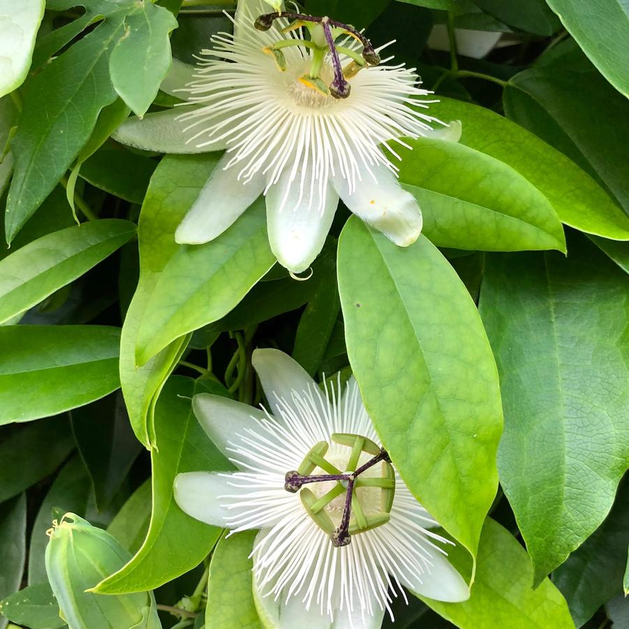 Passiflora hybrid Snow Queen