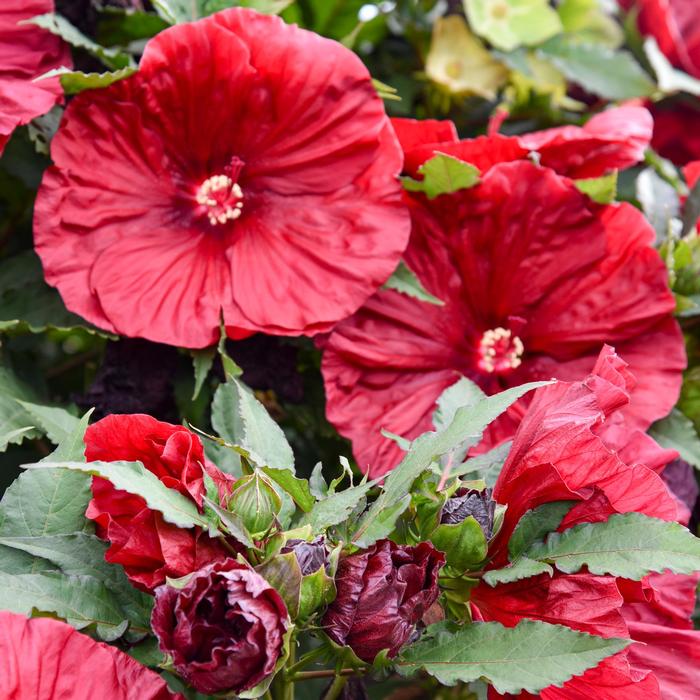 Hibiscus mocheutos Blackberry Merlot