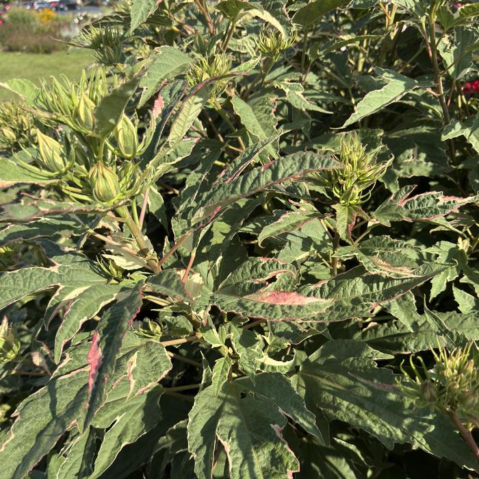 Hibiscus mocheutos Summer Carnival