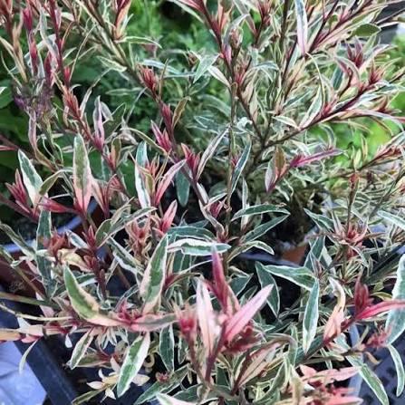 Gaura lindheimeri Gambit Variegata Rose