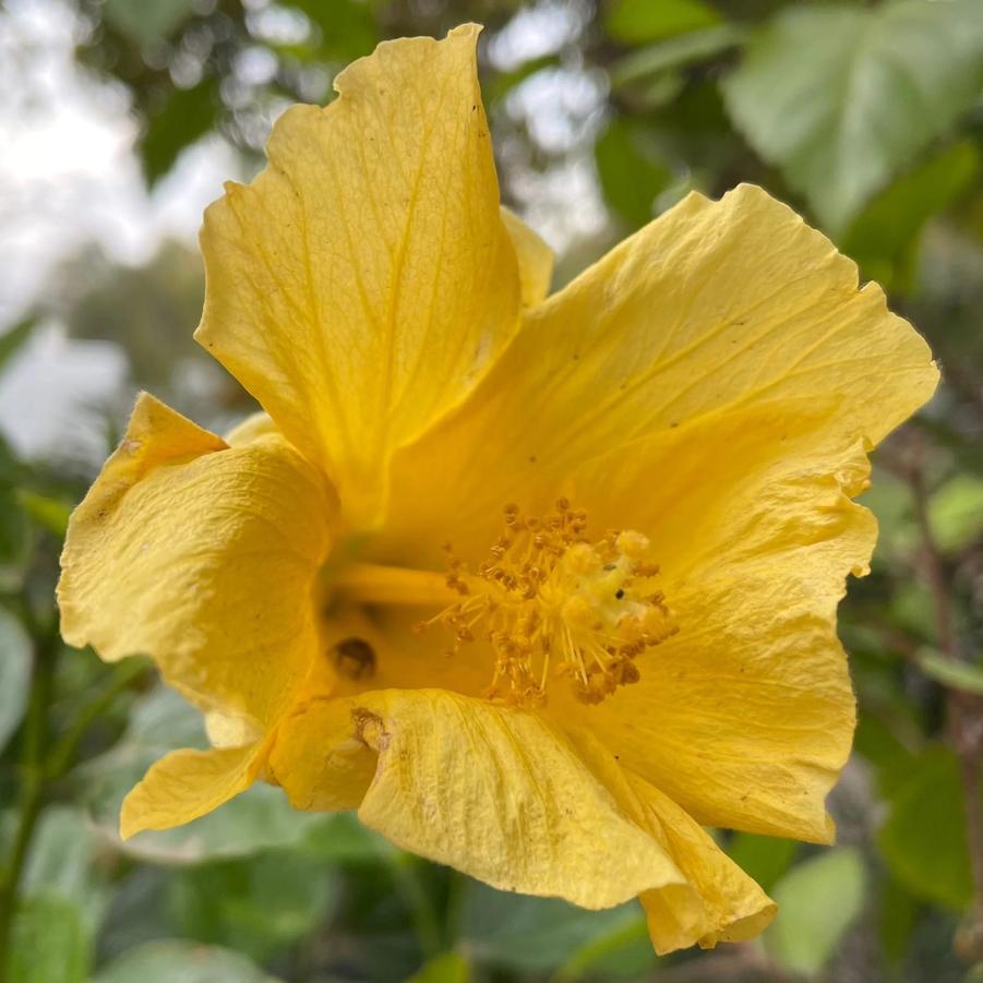 Hibiscus rosa-sinensis Butterfly