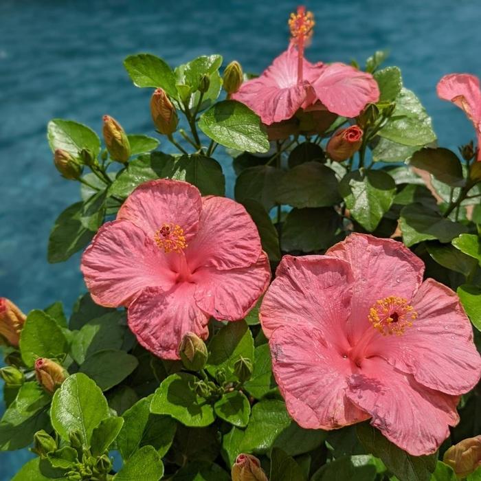Hibiscus rosa-sinensis Hollywood Hibiscus&reg; First Lady&trade;