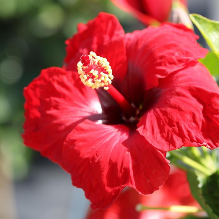 Hibiscus rosa-sinensis Hollywood Hibiscus&reg; Hot Shot&trade;
