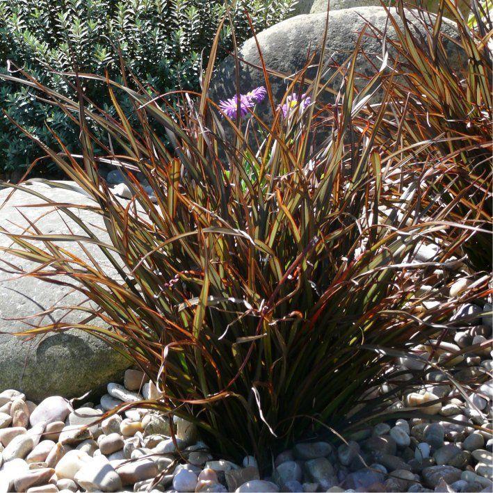 Phormium tenax Jack Spratt