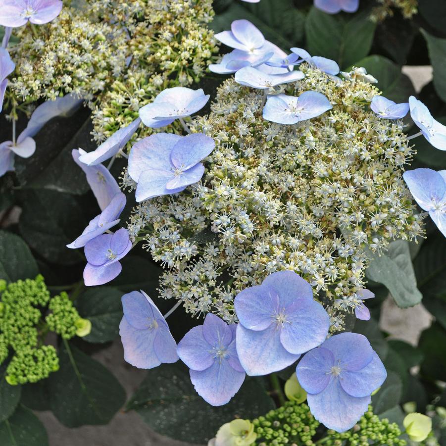 Hydrangea macrophylla Game Changer&reg; Blue