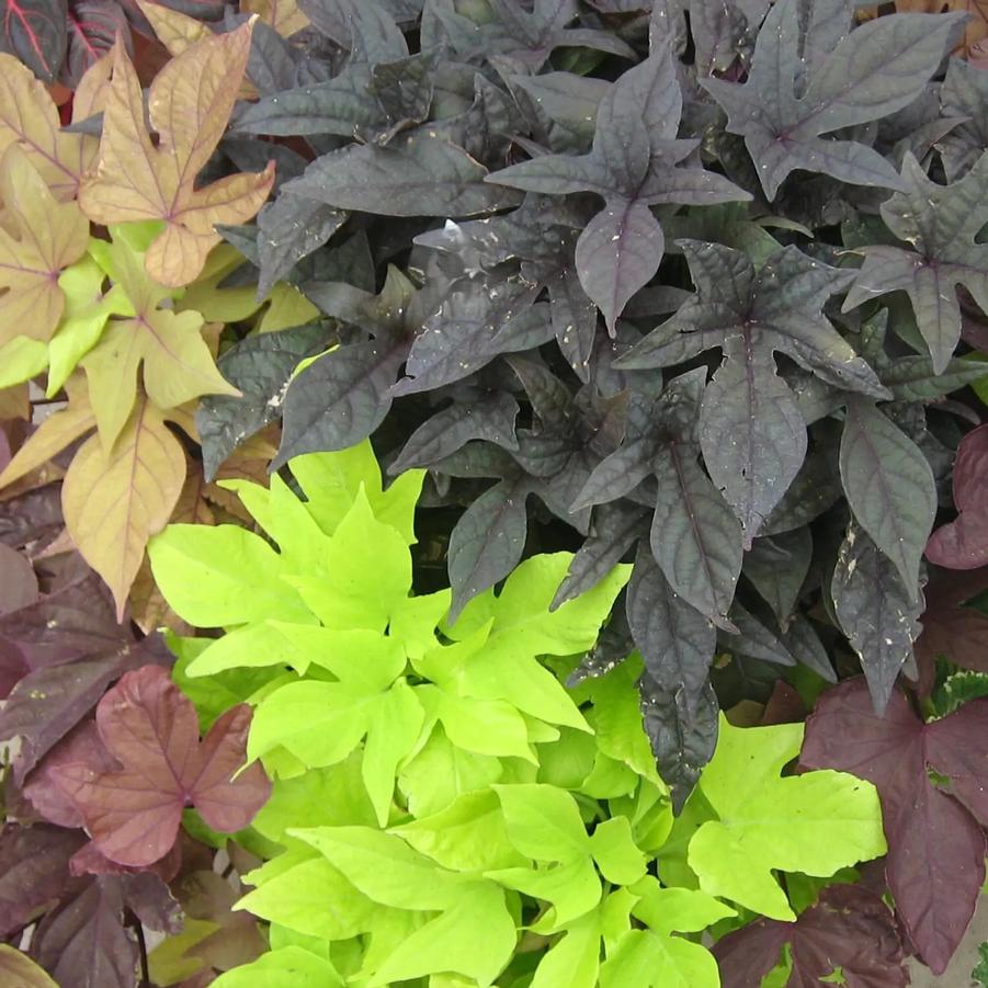Ipomoea Tricolor Mix