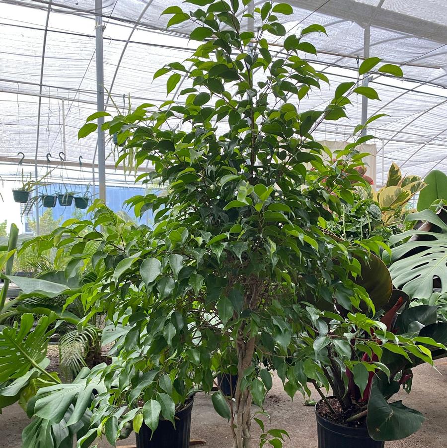 Ficus benjamina 