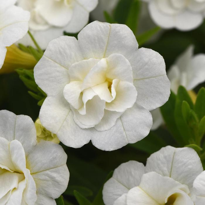 Calibrachoa MiniFamous&reg; Neo Double White