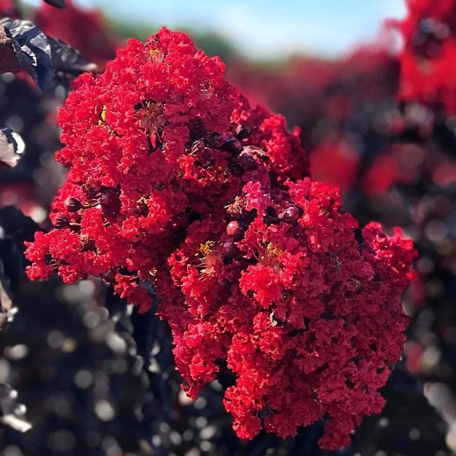 Lagerstroemia indica Double Dynamite&reg;