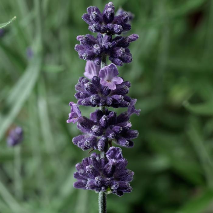 Lavandula angustifolia Sentivia&trade; Early Blue
