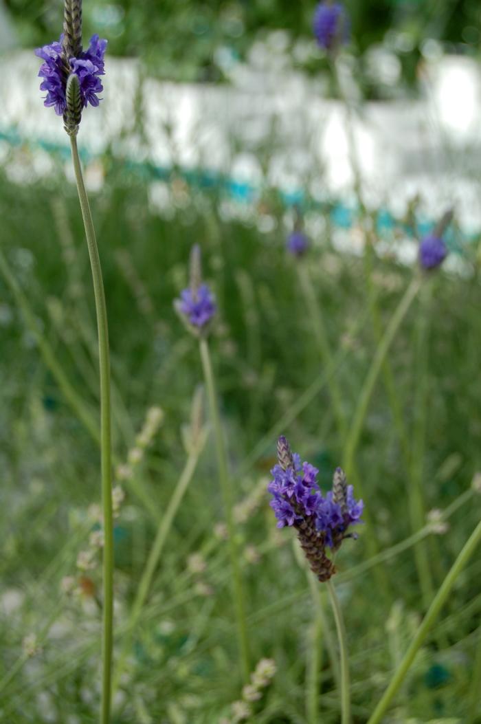 Lavandula pinnata 