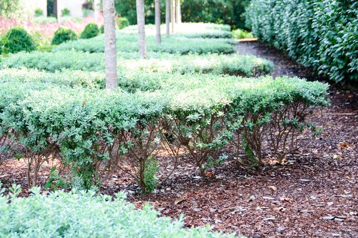 Leucophyllum frutescens Compacta
