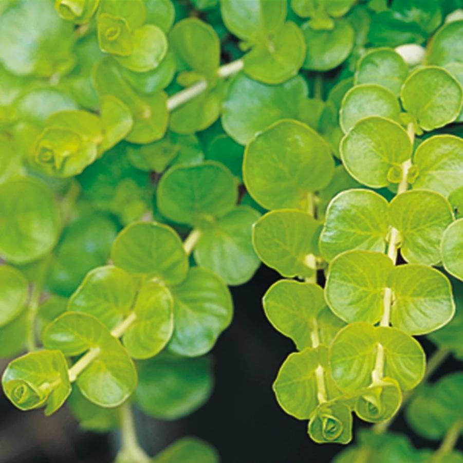 Lysimachia nummularia Goldie