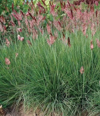 Melinus nerviglumis Savannah