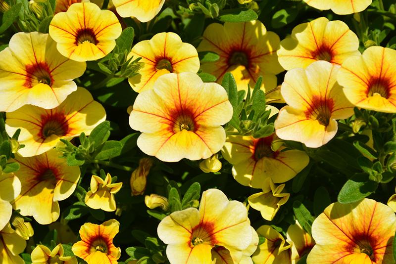 Calibrachoa MiniFamous&reg; Uno Yellow w/Red Vein