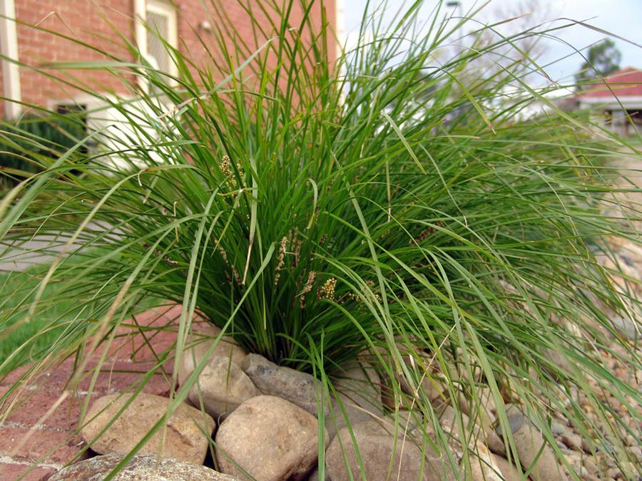 Lomandra longifolia Breeze™