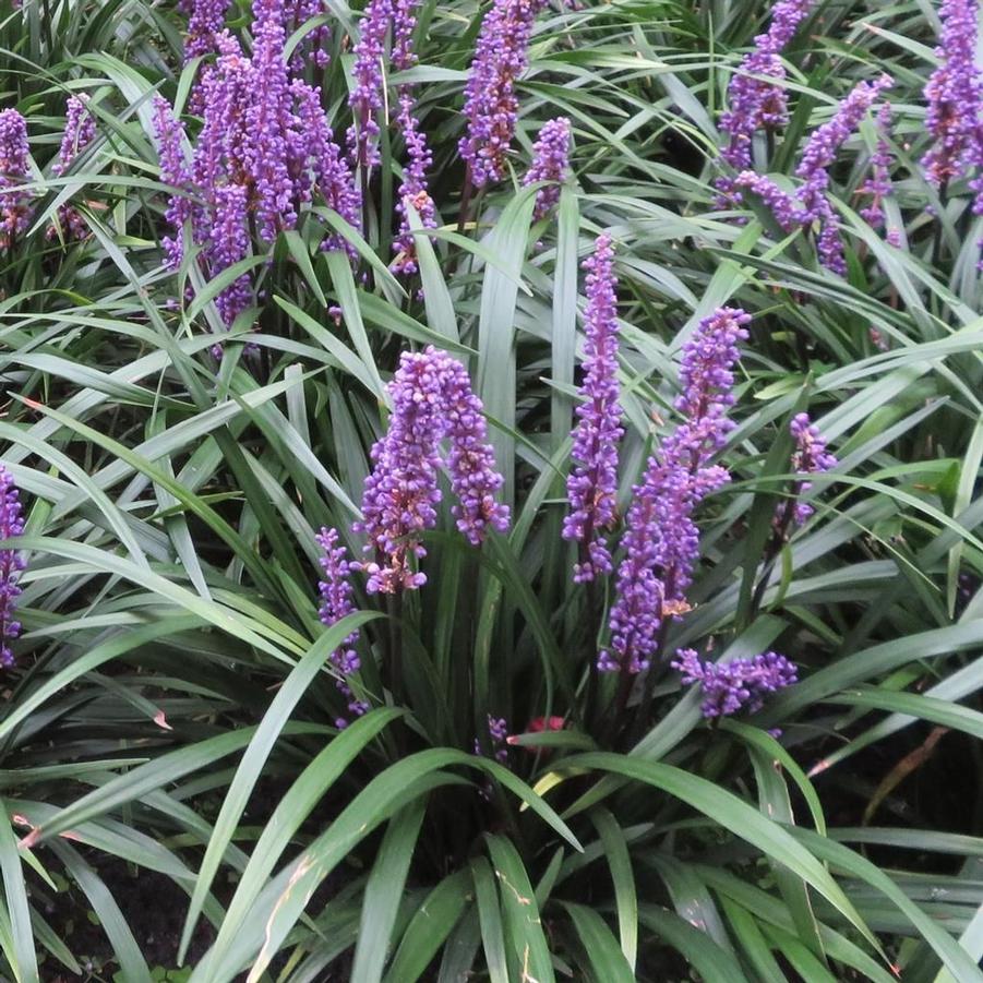 Liriope muscari Ingwersen