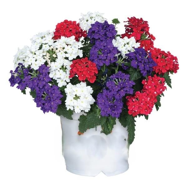 Color Basket Confetti American Girl