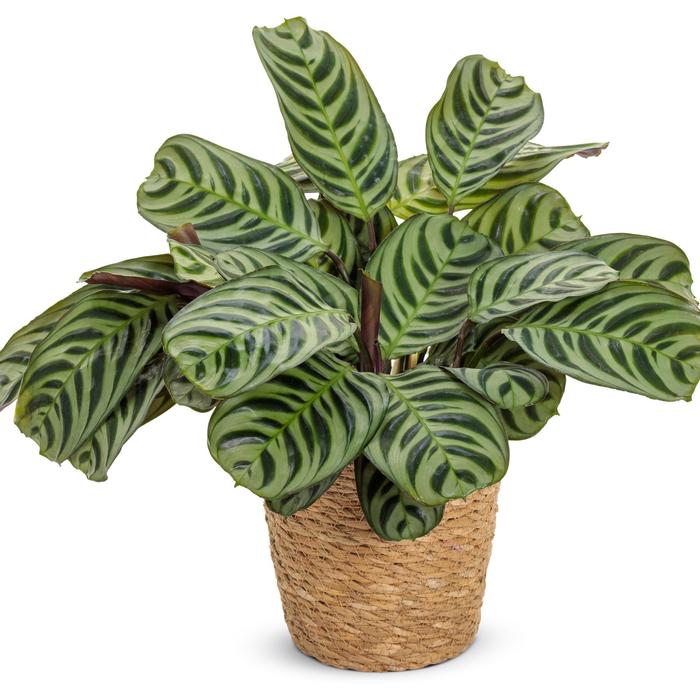 Ctenanthe burle-marxii Sweet Dreams&trade; Amagris