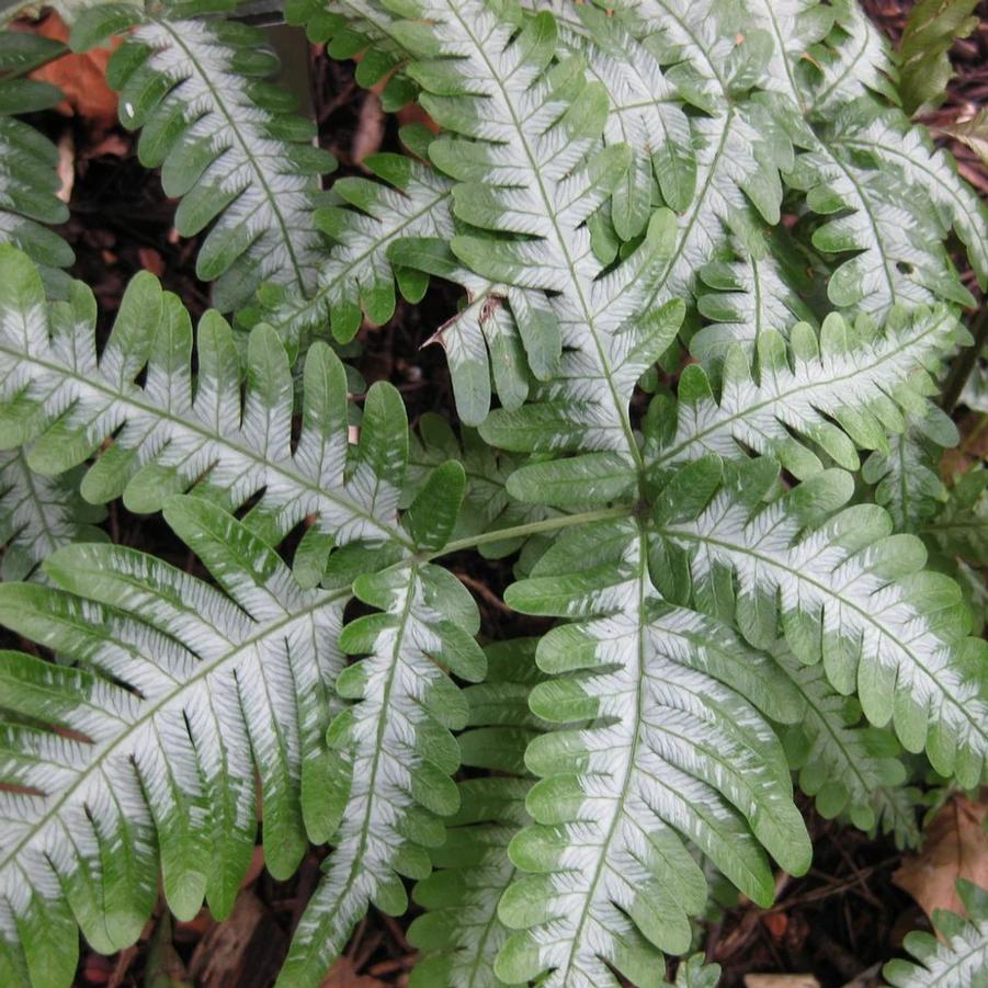 Pteris quadriaurita Argyraea