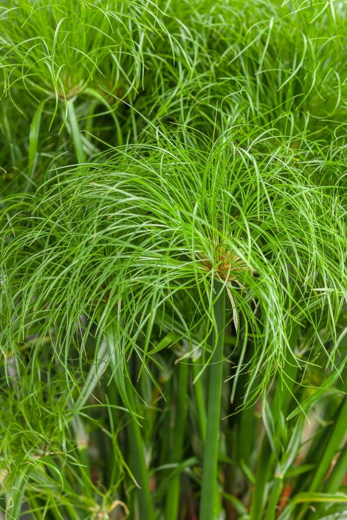 Cyperus papyrus Little Prince