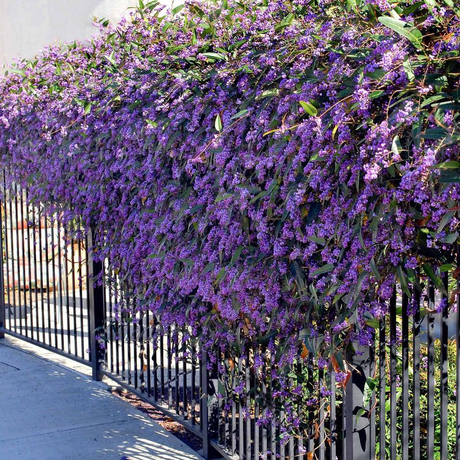 Hardenbergia violacea 