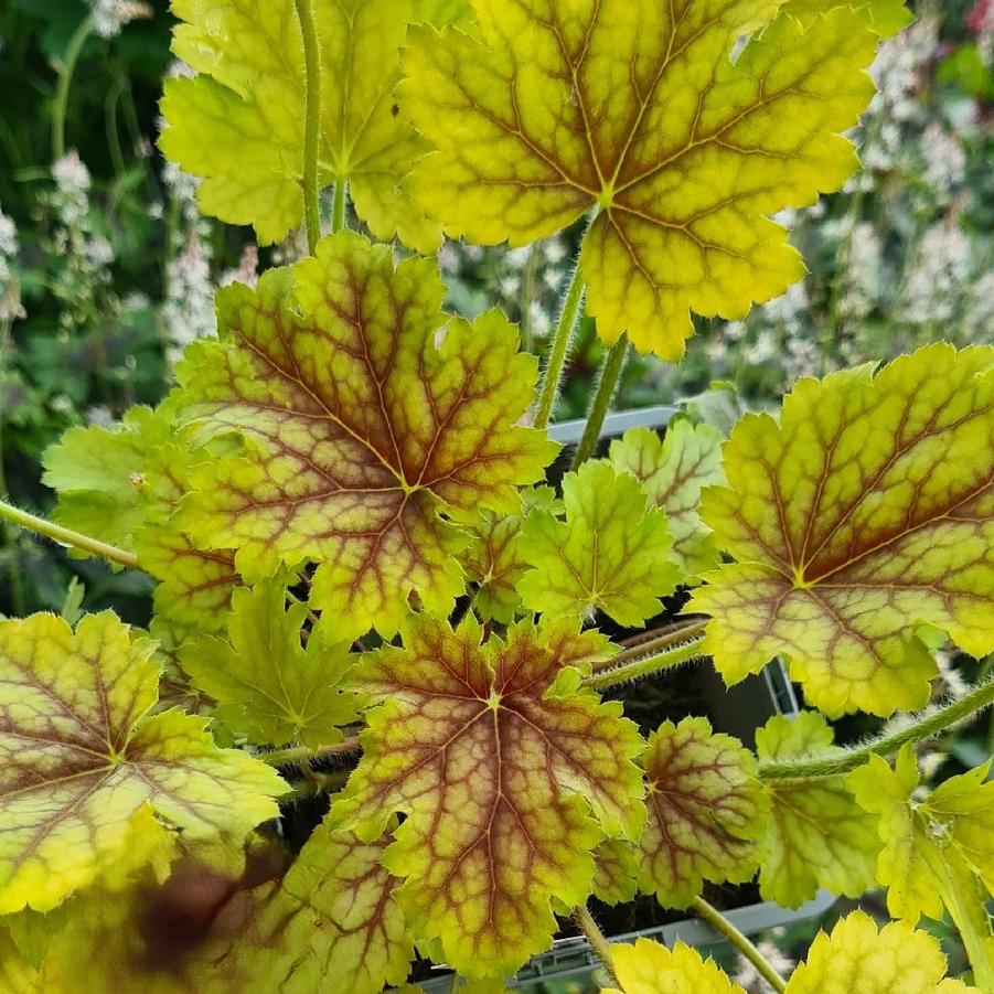 Heuchera Indian Summer Splashberry