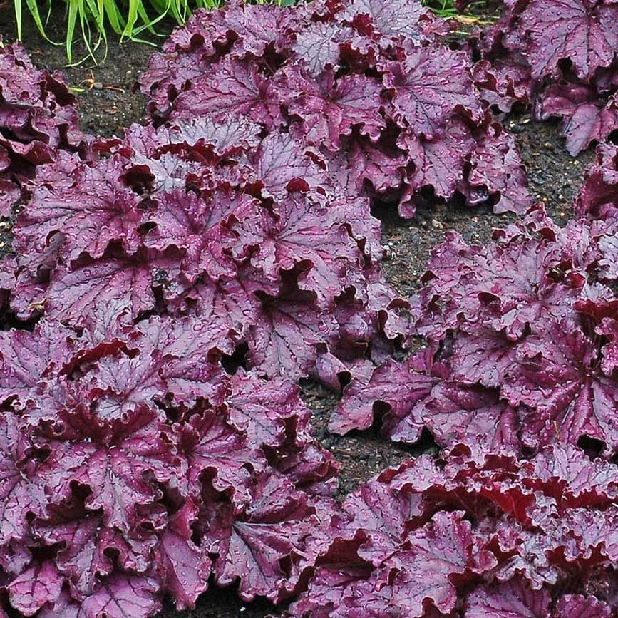 Heuchera Forever Purple