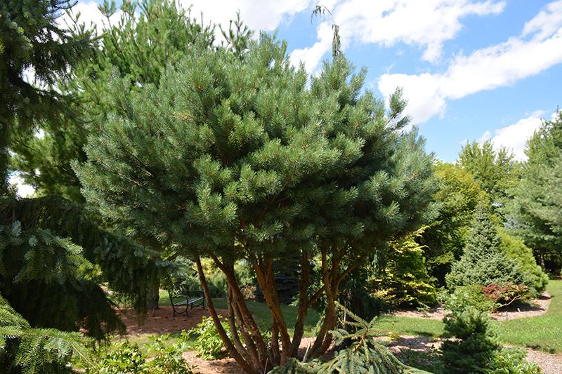 Pinus sylvestris Watereri