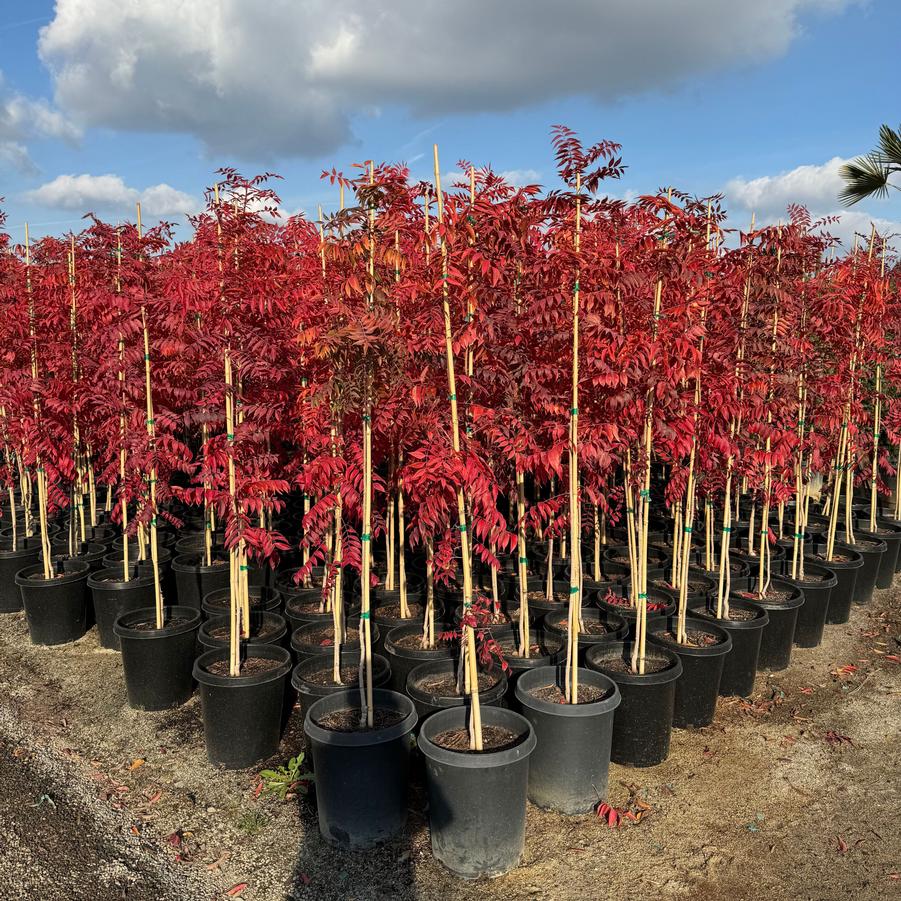 Pistacia chinensis Keith Davey