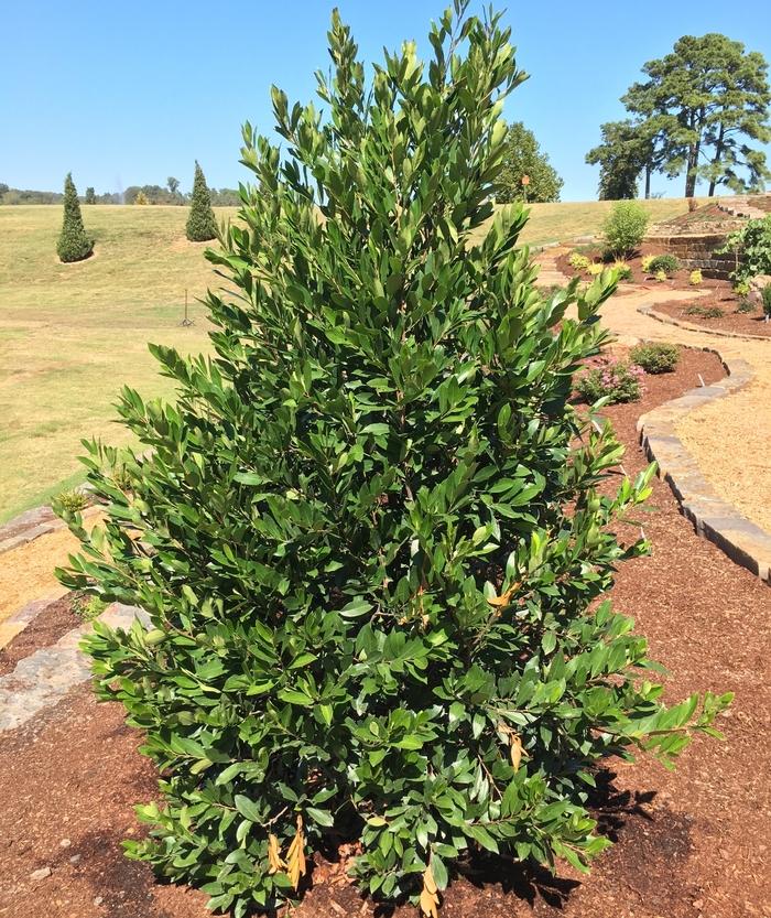 Prunus caroliniana Compacta