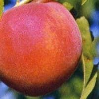 Prunus persica Early Red