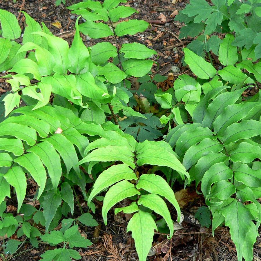 Cyrtomium falcatum 