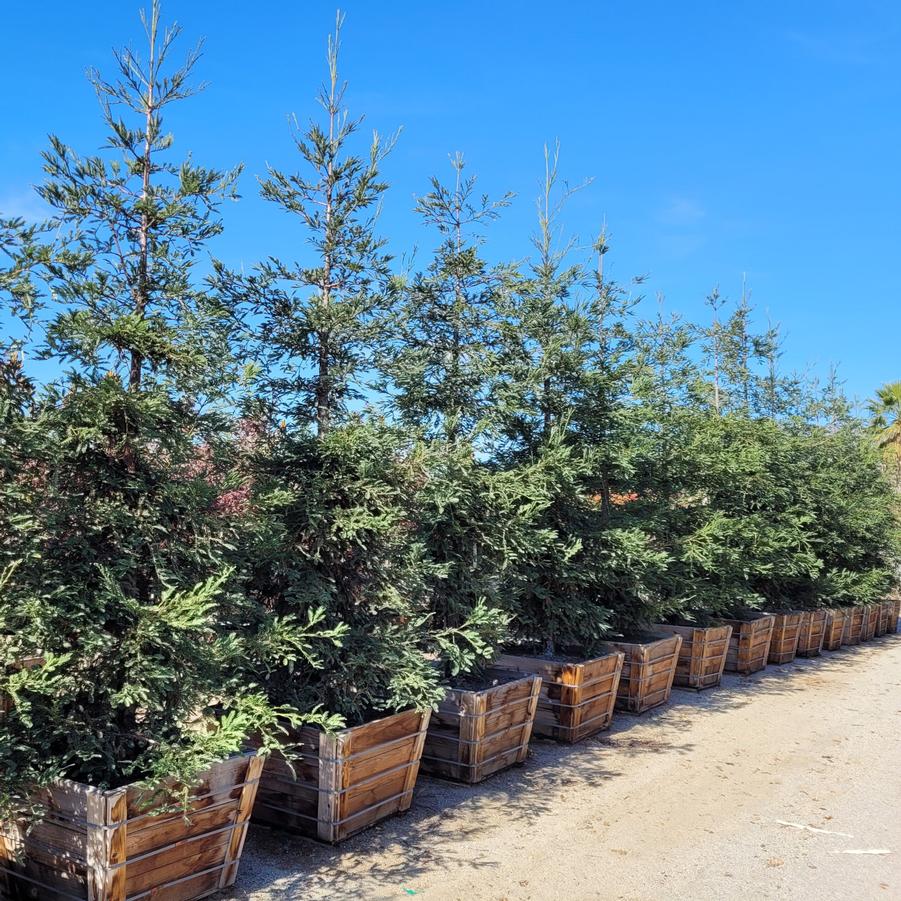 Sequoia sempervirens Aptos Blue