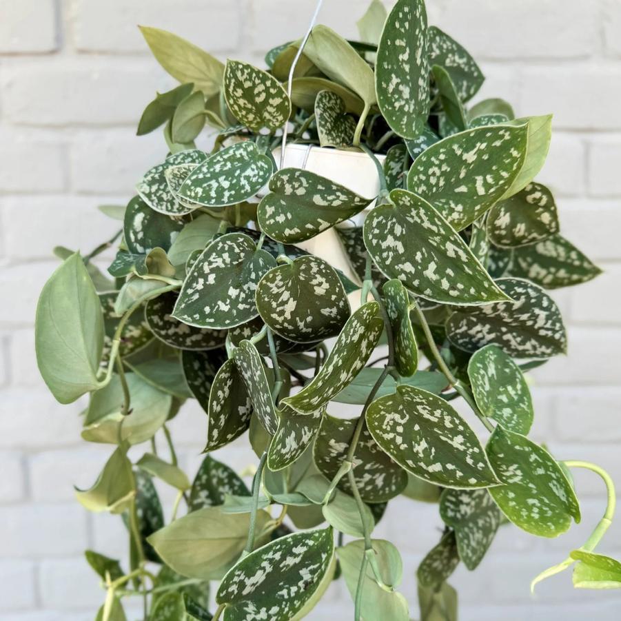 Scindapsus pictus Silver Splash