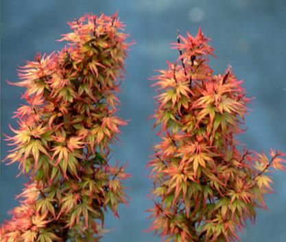 Acer palmatum Kuro Hime