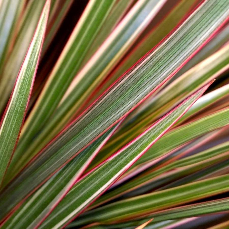 Dracaena marginata Bicolor