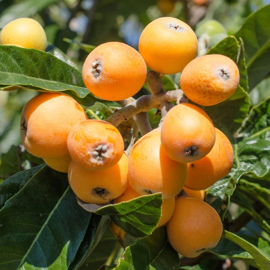 Loquat Champagne