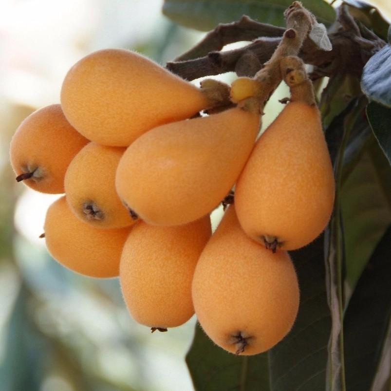 Loquat Gold Nugget