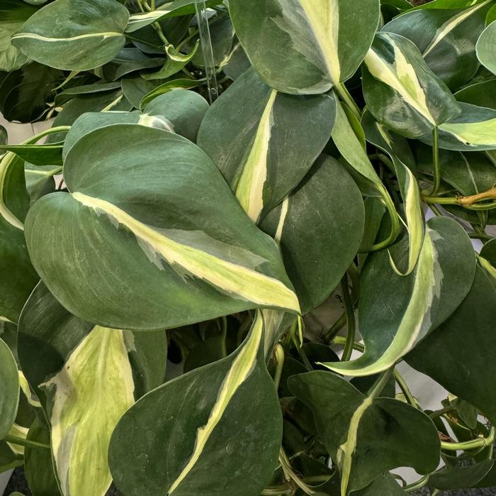 Philodendron hederaceum Silver Stripe